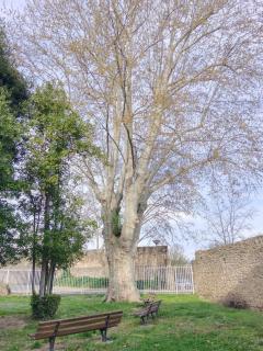 Petite Luma - Arles - 3