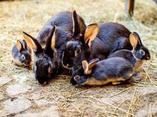 Brückenhof Rohna - 1