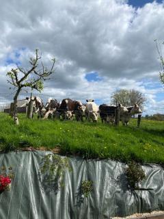 Gîte des Pommiers avec terrain de pétanque - Le Fresne-Poret - 3
