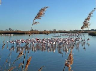 Camargue Saintes Maries de la Mer - Saintes-Maries-de-la-Mer - 1