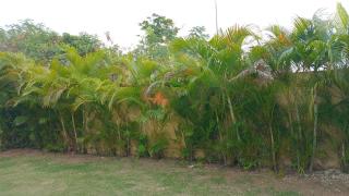 Playa apartamento - Punta Cana - 4