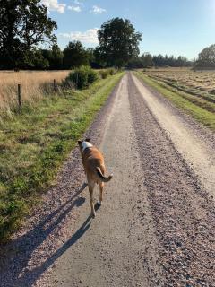 A lovely place with nature next door - Öxabäck - 3