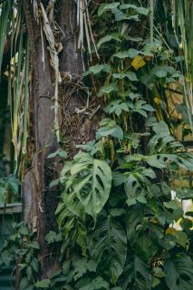 Chilamate Rainforest Beach Retreat - Nosara - 5