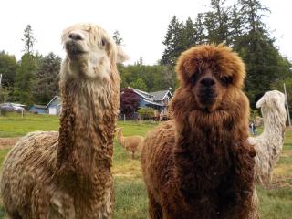 Oceanfront Studio/Loft: Alpacas, Oysters & Kayaks - Shelton - 5