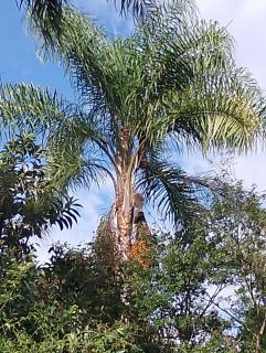 Sitio Bela Vista - Passa Quatro - 6
