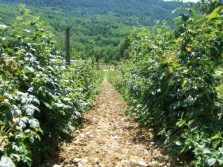 Fattoria Antica Forconia - LʼAquila - 7