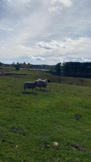Fazenda Querência - São Francisco de Paula - 5