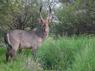 Batau Villa - Naboomspruit - 7