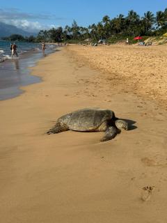 Turtle Paradise - King bed, AC, Across from Beach - Kihei - 2