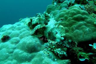 Raja Ampat Homestay - Minyaifuin - 4
