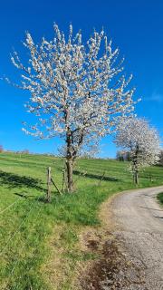 Rengerter Oase - Niederdorla - 6