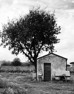 Agriturismo La Cipriana - 5