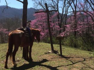 Pet-Friendly Cabin Retreat near Great Smoky Mountain National Park, Tennessee - Walland - 4