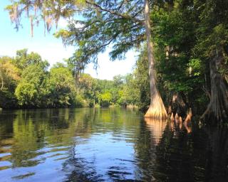 Cozy Cabin Rental on the Santa Fe River near High Springs, Florida - High Springs - 2