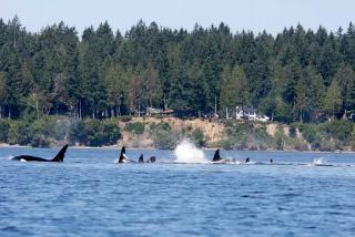 Amazing Sunrise at Coastal Luxury Cabin Rental on Herron Island with Fire Pit and Paddle Boarding near Olympia, Washington - Lakebay - 7