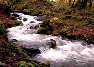 Secluded Cabin Rental near Mount Rainier National Park in Washington - Ashford - 1