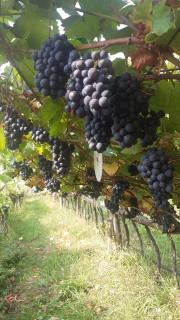 Garni Schuster - - 6