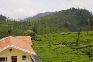 Bagaan - Tea Plantation Stay, Ooty - Aravankādu - 5