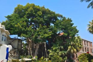 厦门鼓浪屿湾景酒店 - Xiamen - 5