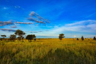Manya Luxury Camp - Serengeti - 8