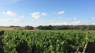Maison dans les vignes - proche Chenonceau Beauval - Saint-Georges-sur-Cher - 9