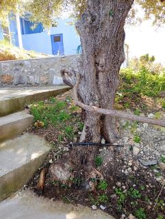 Stefanos Garden2 - 5