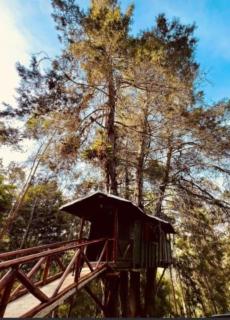 Refugio en el Árbol - 6