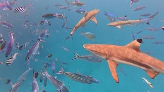 Jolame Homestay Experience - 1