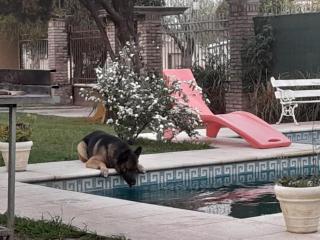 COMPLEJO DE VARIOS LOFT EN RAFAELA A 100 METROS de la RUTA 34 en las fotos hay informacion ,cada mascota paga 15dolares adicionales - Rafaela - 3