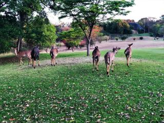 Ezulwini - Kruger Park Lodge Golf Estate - Hazyview - 5