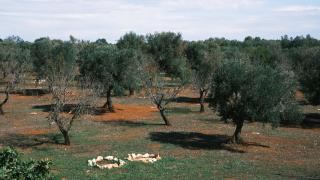 Le Lamie di Ostuni -typical countryhouse in Puglia - San Michele Salentino - 0