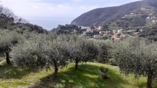Casa Diana - Moneglia - 4