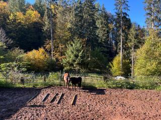 Wald-Traum-Zimmer - Niederdorla - 3
