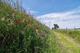 le galet Bleu - Criel-sur-Mer - 7