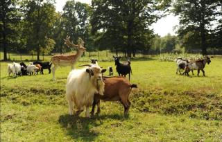 Camping Stevin ranc - Bosanska Dubica - 6