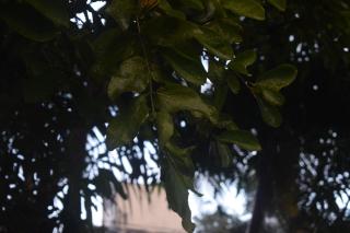 Villa Green Garden - Hikkaduwa - 5