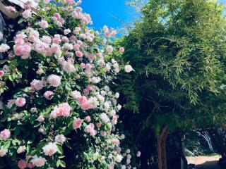 Garden View 3-bedroom house in charming El Dorado Hills with Wifi - El Dorado Hills - 1