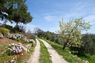 Poggio Diavolino - Suvereto - Suvereto - 5
