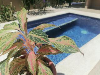 Exotica tamarindo - Tamarindo - 8