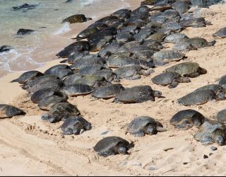North Shore of Maui - 2bd minutes from beach and waterfalls - Haiku - 4