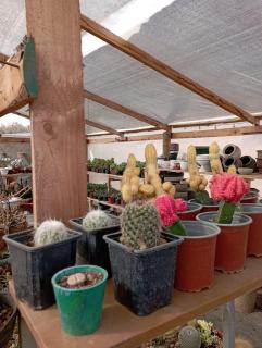 JAVALUNA cabaña, tinajas y vivero - Los Vilos - 8