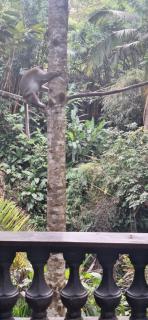 Jungle Hideaway Villas - Newly Renovated Formerly Griya Bunga 2 - Unit 1 - Ubud - 7