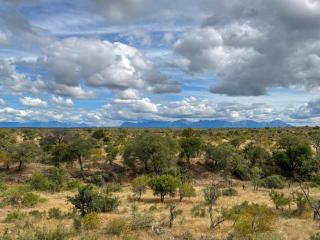 Sausage Tree Safari Camp - Balule Game Reserve - 0