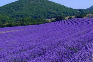 Le Mouleyras - Saint-Montan - 7