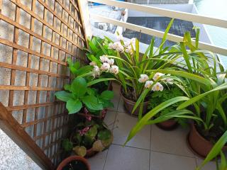 Vivienda Caseiro - Ourense - 9