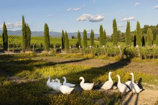 Palagina Il Borgo Agricolo - Figline Valdarno - 4