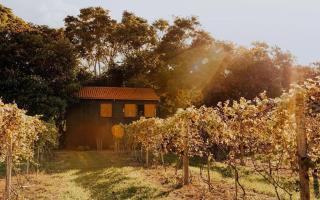 Arroyo & Grapes - Campinas - 8