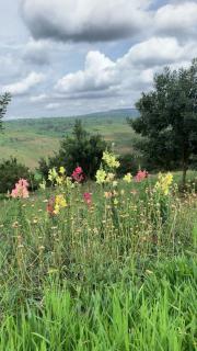 Nature and Nuts Cottage - 1