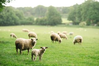 Chawton Park Farm by Wigwam Holidays - Chawton - 5