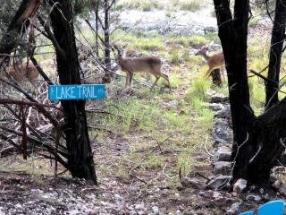 Tiny Glamping Container Offering Exquisite Views of Canyon Lake with Shared Hot-Tub, Nearby San Antonio - Canyon Lake - 1